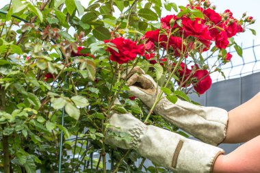 Bahçe eldivenli eller, kırmızı güllerin gür çalısı ile dikkatlice etkileşim içinde. Eller çiçekleri ve yaprakları budar ya da inceler. Çalılar parlak kırmızı çiçeklerle kaplıdır..