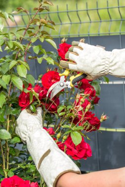Hafif bahçe eldivenleri giymiş eller kırmızı güllerden oluşan gür bir çalıyı buduyor. Ellerinde bitki yetiştirmek için kullanılan sarı saplı bahçe makası var..