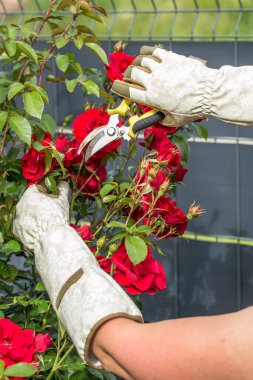 Hafif bahçe eldivenleri giymiş eller kırmızı güllerden oluşan gür bir çalıyı buduyor. Ellerinde bitki yetiştirmek için kullanılan sarı saplı bahçe makası var..