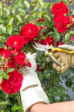 Hafif bahçe eldivenleri giymiş eller kırmızı güllerden oluşan gür bir çalıyı buduyor. Ellerinde bitki yetiştirmek için kullanılan sarı saplı bahçe makası var..