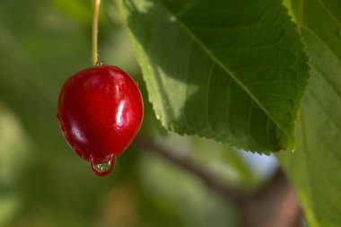 Yeşil yaprakların arasından sarkan parlak, kırmızı, olgun bir kiraz. Böğürtlen ve yapraklarda su damlaları görülebilir, bu da yakın zamanda yağdığını ya da sabah çiğ yağdığını gösterir..