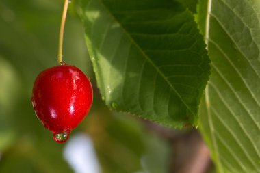 Yeşil yaprakların arasından sarkan parlak, kırmızı, olgun bir kiraz. Böğürtlen ve yapraklarda su damlaları görülebilir, bu da yakın zamanda yağdığını ya da sabah çiğ yağdığını gösterir..