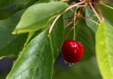 Yeşil yaprakların arasından sarkan parlak, kırmızı, olgun bir kiraz. Böğürtlen ve yapraklarda su damlaları görülebilir, bu da yakın zamanda yağdığını ya da sabah çiğ yağdığını gösterir..