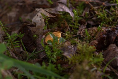 Yeşil yosunların içinde ormandaki düşen çam iğneleri arasında büyüyen chanterelles. Arka planda, orman zemini bulanıklaşıyor ve bokeh etkisi yaratıyor. Fotoğraf sessiz bir ormanın atmosferini aktarıyor..
