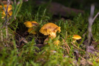 Yeşil yosunların içinde ormandaki düşen çam iğneleri arasında büyüyen chanterelles. Arka planda, orman zemini bulanıklaşıyor ve bokeh etkisi yaratıyor. Fotoğraf sessiz bir ormanın atmosferini aktarıyor..