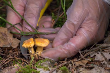 Eldivenli eller orman zemininden yeşil yosun kaplı mantar kesiyor. Ormanda mantar toplama süreci doğaya karşı dikkatli ve saygılı bir tutum sergiliyor..