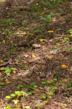 Orman zemininde sayısız genç chanterelle mantarı ile kaplı bir bölge. Mantarların karakteristik bir sarı rengi vardır ve yosunlar arasında gruplar halinde büyürler..