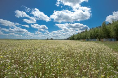 Geniş bir tarlanın panoramik karabuğdayla kaplı küçük beyaz çiçeklerle, uzaklığa doğru uzanan. Saha boyunca renkli arı kovanları var..