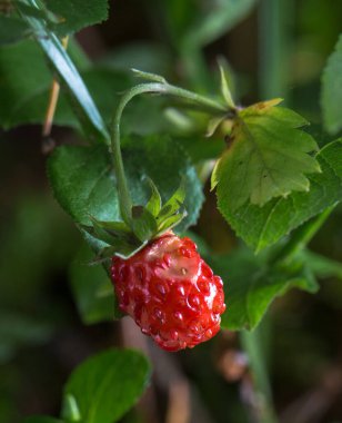 Kısa bir saptan sarkan tek bir parlak kırmızı olgun yabani çilek. Meyve sulu görünüyor ve engebeli bir yüzeyi var. Koyu yeşil yapraklarla çevrili..