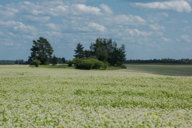 Geniş bir tarla, çiçek açan küçük beyaz karabuğday çiçekleriyle dolu. Tarlanın solunda, sık bir ormana giden yeşil otlarla çevrili toprak bir yol var..