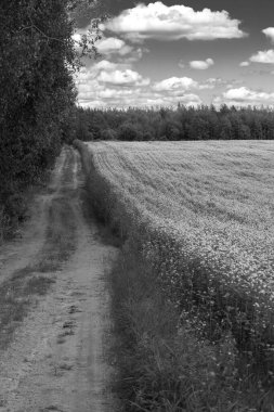 Kümülüs bulutlarıyla dolu geniş bir gökyüzünün altında alçak bitki örtüsü olan geniş bir alan. Uzaktan bir ağaç çizgisi görülebilir. Görüntü siyah beyaz, klasik bir görünüm veriyor..