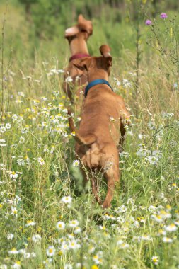 Kahverengi bir Vizsla köpeği uzun yeşil çimenler ve kır çiçekleriyle dolu bir arazide koşar. Köpeğin boynunda bir tasma var. Arka plan bulanık, hayvana odaklanmış..