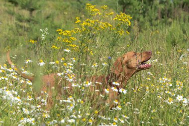 Kahverengi bir Vizsla köpeği uzun yeşil çimenler ve kır çiçekleriyle dolu bir arazide koşar. Köpeğin boynunda bir tasma var. Arka plan bulanık, hayvana odaklanmış..