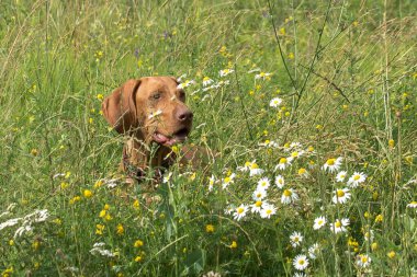 Kahverengi bir Vizsla köpeği uzun yeşil çimenler ve kır çiçekleriyle dolu bir arazide koşar. Köpeğin boynunda bir tasma var. Arka plan bulanık, hayvana odaklanmış..