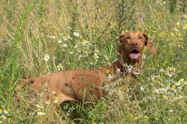 Kahverengi bir Vizsla köpeği uzun yeşil çimenler ve kır çiçekleriyle dolu bir arazide koşar. Köpeğin boynunda bir tasma var. Arka plan bulanık, hayvana odaklanmış..