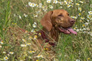 Kahverengi bir Vizsla köpeği uzun yeşil çimenler ve kır çiçekleriyle dolu bir arazide koşar. Köpeğin boynunda bir tasma var. Arka plan bulanık, hayvana odaklanmış..