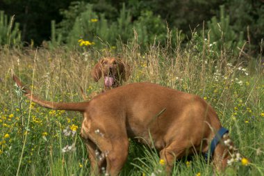 İki Vizsla köpeği uzun otlar ve bir sürü çiçekle bir tarlada oynuyorlar. Her iki köpek de kahverengi. Arka plan bir çiçek tarlası..