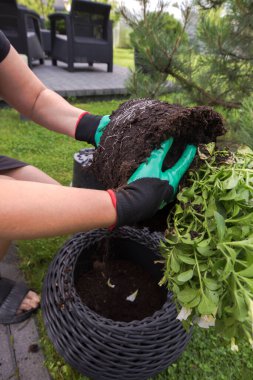 Elleri yeşil bahçe eldivenleri dikkatlice bir parça toprak ile çiçek açan beyaz petunyaları koyu gri renkli büyük bir hasır tencereye koyar..