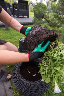 Elleri yeşil bahçe eldivenleri dikkatlice bir parça toprak ile çiçek açan beyaz petunyaları koyu gri renkli büyük bir hasır tencereye koyar..