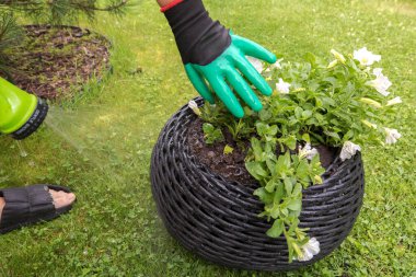 Yeşil bahçıvan eldivenli bir insan, büyük, koyu gri bir tencerede beyaz bir petunyayı hortumla sular. Su, bitkinin etrafındaki toprağa dökülüyor..