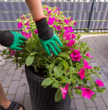 Yeşil bahçe eldivenleri içindeki eller, uzun siyah bir hasır tencerede büyüyen parlak pembe petunyayı besler. Arka planda çitin bir kısmı görülebilir. Eylem asfalt bir yolda gerçekleşir..