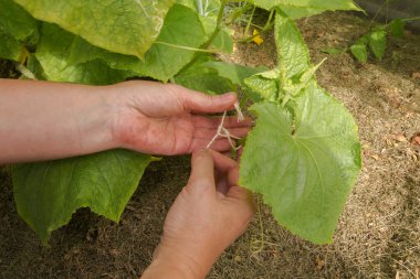 İnsan eli genç bir salatalığı bir desteğe ya da sarmaşığa iple bağlar. Büyük yeşil salatalık yaprakları görünür. Seradaki toprak kuru otlarla kaplıdır..
