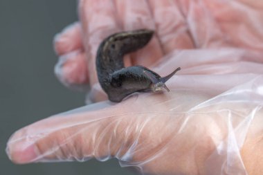 Tek kullanımlık eldiven giyen birinin avucunun üzerinde sürünen siyah bir kurşunun yakın çekimi. Sümüklü böceğin, karakteristik dokunaçları olan, uzun, silindirik bir gövdesi var..
