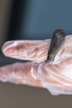 Tek kullanımlık eldiven giyen birinin avucunun üzerinde sürünen siyah bir kurşunun yakın çekimi. Sümüklü böceğin, karakteristik dokunaçları olan, uzun, silindirik bir gövdesi var..