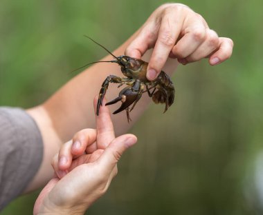 Canlı bir kerevit tutan bir adamın yakın plan fotoğrafı. Adam, pençeleri tarafından ısırılmamak için kerevitleri tutuyor. Görüntü, kerevitin kabuğu ve anteninin detaylarını gösteriyor..