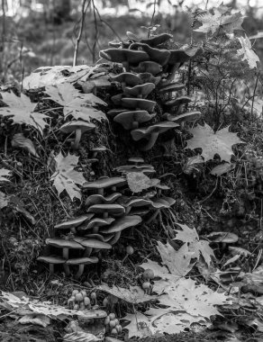 Eski bir kütüğün üzerinde yetişen çeşitli mantarları gösteren dikey siyah beyaz bir fotoğraf. Mantarlar çeşitli katlarda gruplandırılarak bir çeşit 
