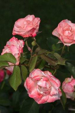 Bahçede açan bir demet şeftali pembesi gülün fotoğrafı. Çerçeve, koyu yeşil yapraklarla çevrili çiçek ve tomurcukları gösteriyor..