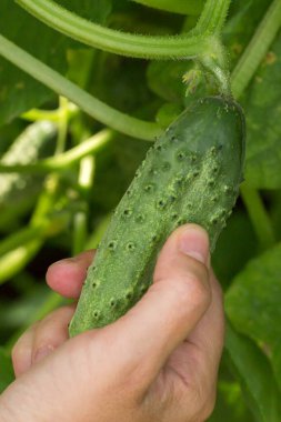 İnsan elleri, sarmaşıkta yetişen olgun salatalıkları dikkatlice tutar. Salatalıklar yeşil, sivilceli. Resim, bir bahçede veya sebze bahçesinde hasat sürecini iletir.