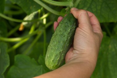 İnsan elleri, sarmaşıkta yetişen olgun salatalıkları dikkatlice tutar. Salatalıklar yeşil, sivilceli. Resim, bir bahçede veya sebze bahçesinde hasat sürecini iletir.