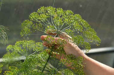 Çiçekli bir dereotu şemsiyesi tutan birinin yatay fotoğrafı. Dill infloresans parlak yeşildir ve açık çalışma yapısına sahiptir. Yeşillik toplama veya bir bitkiyi inceleme süreci.