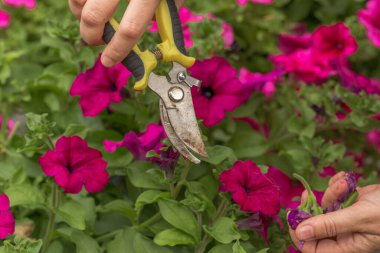 Solmuş petunya çiçeklerini budamak için yakın plan çekimler. Çerçevede sarı ve siyah saplı budama makası var. Çevrelerinde parlak pembe çiçekler ve yeşil yapraklarla yemyeşil petunya çalıları vardır..