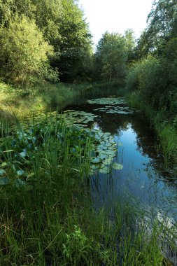 Ormandaki çalılıklarda ya da kenarlarında bulunan bir gölet. Suyun yüzeyi kısmen büyük yeşil nilüfer yapraklarıyla kaplıdır. Gökyüzü berraktır ve onun yansıması suyun yüzeyinde görünür..