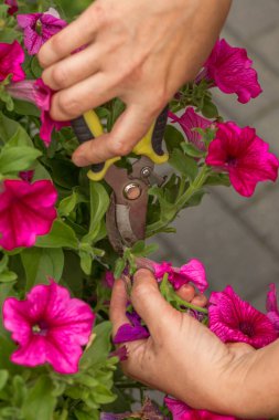Solmuş petunya çiçeklerini budamak için yakın plan çekimler. Çerçevede sarı ve siyah saplı budama makası var. Çevrelerinde parlak pembe çiçekler ve yeşil yapraklarla yemyeşil petunya çalıları vardır..