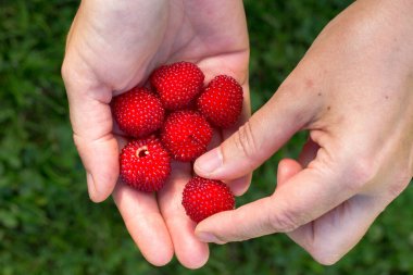Bir insan avuç dolusu parlak kırmızı ahududu gibi böğürtlenleri avucunun içinde tutar. Meyvelerin alışılmadık bir dokusu var. Arka planda yeşil yapraklar ve aynı bitkinin olgunlaşmamış meyveleri görülebilir..