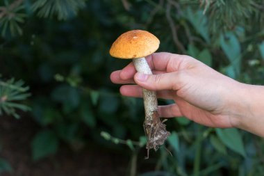Bir adam elinde taze koparılmış mantar, Aspen Boletus tutar. Mantarın karakteristik bir deseni ve turuncu-kahverengi bir şapkası olan uzun bir sapı vardır. Toprak kalıntıları kök kısmından görülebilir..