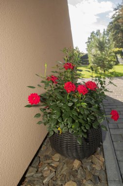 Hasır bir tencerede parlak kırmızı güller yetişiyor. Evin duvarının yanında, fayanslı bir yolun arka planında yer alır. Tencerenin yanında dekoratif taşlar var..