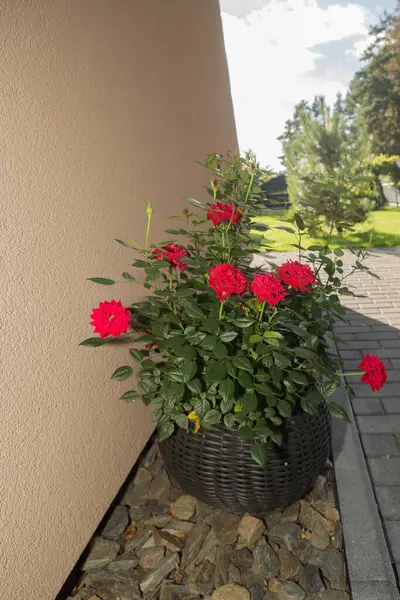 Hasır bir tencerede parlak kırmızı güller yetişiyor. Evin duvarının yanında, fayanslı bir yolun arka planında yer alır. Tencerenin yanında dekoratif taşlar var..