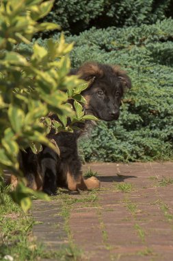 Siyah, tüylü tüylü, asfalt bir yolda oturan, parlak yeşil yaprakların arkasından dışarı bakan sevimli, meraklı bir Alman çoban köpeğinin portresi..