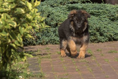 Tuğla bahçe yolunda yürüyen, klasik siyah ve bronz ceketli tatlı, tüylü bir Alman çoban köpeğinin canlı bir fotoğrafı. Yavru köpek doğrudan kameraya bakıyor..