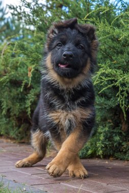 Tuğla bahçe yolunda yürüyen, klasik siyah ve bronz ceketli tatlı, tüylü bir Alman çoban köpeğinin canlı bir fotoğrafı. Yavru köpek doğrudan kameraya bakıyor..
