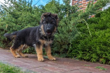 Şirin, pofuduk bir Alman çoban köpeğinin sevimli bir fotoğrafı. Uzun siyah kürkü ve açık kahverengi işaretleri var. Tuğla bahçe yolunda duruyor..