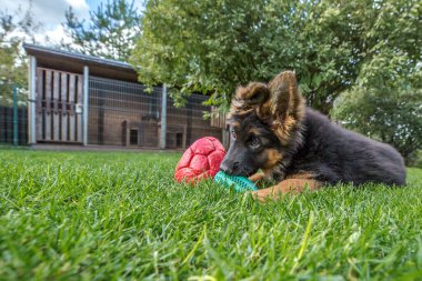 Şirin, tüylü bir Alman çoban köpeğinin kafasının ve göğsünün yakın çekimi. Yavru köpek doğrudan kameraya doğru yürüyor, parlak yeşil çimlerin arasından, dili hafifçe dışarı sarkmış..
