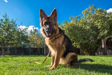Güzel, yetişkin bir Alman kurdu, uzun bir palto, çarpıcı siyah ve bronz bir renk, ve dik kulaklar parlak yeşil bir çimenlikte oturur..