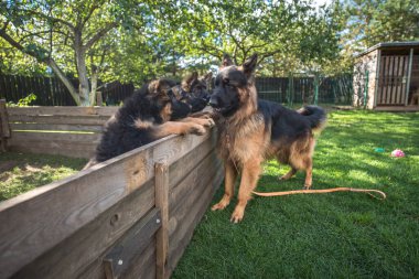 Yetişkin, uzun saçlı bir Alman kurdu ve onun tüylü, siyah ve bronz yavruları açık havada eğleniyorlar..