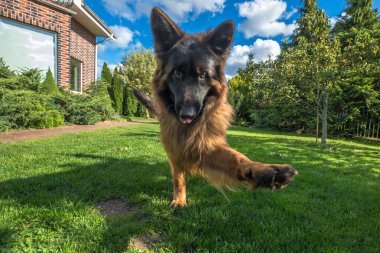 Yetişkin bir Alman çoban köpeğinin dinamik bir görüntüsü. Uzun saçlı, siyah ve bronz ceketli. Doğrudan kameraya doğru koşuyor..