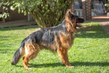 Siyah ve bronz ceketli, Alman ya da Doğu Avrupa çoban köpeğine benzeyen büyük, uzun saçlı bir köpek, güneşli bir arka bahçedeki yeşil çimlerde hızla koşar ya da yürür..